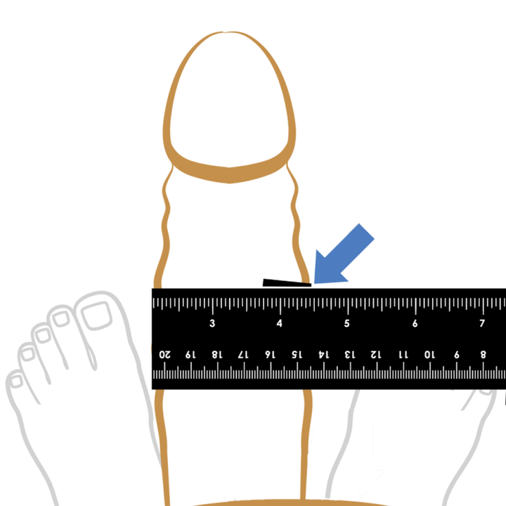 Measuring the thickness of the penis