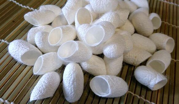 Chinese silkworm fibers promote penis growth